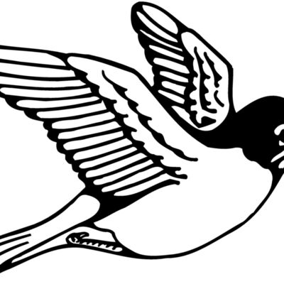 BIRD039 Thumbnail