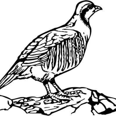 BIRD045 Thumbnail